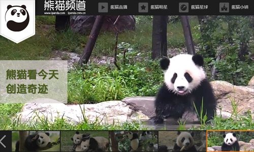 熊猫频道 | 24小时不间断熊猫直播网站