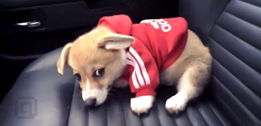 OpenPuppies | 温暖治愈的狗狗动图联播